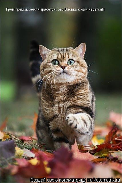 Гром гремит, земля трясётся, это Васька к нам несётся!!!... Котоматрица: Гром гремит, земля трясётся, это Васька к нам несётся!!!