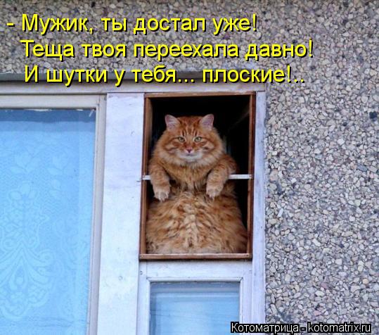Котоматрица: - Мужик, ты достал уже! Теща твоя переехала давно! И шутки у тебя... плоские!..