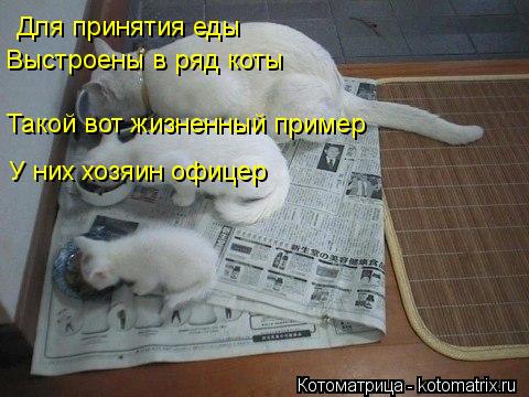 Для принятия еды Выстроены в ряд коты Такой вот жизненный пример У них хозяин офицер... Котоматрица: Для принятия еды Выстроены в ряд коты Такой вот жизненный пример У них хозяин офицер