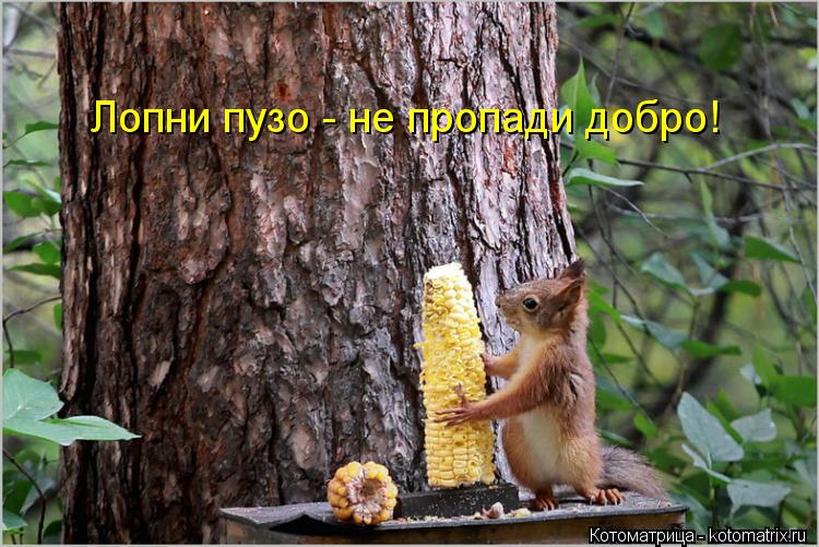 Котоматрица: Лопни пузо - не пропади добро!