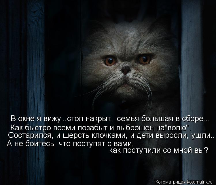 Котоматрица: В окне я вижу...стол накрыт,  семья большая в сборе... Как быстро всеми позабыт и выброшен на"волю". Состарился, и шерсть клочками, и дети выросл