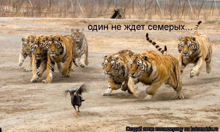 один не ждет семерых...... Котоматрица: один не ждет семерых...