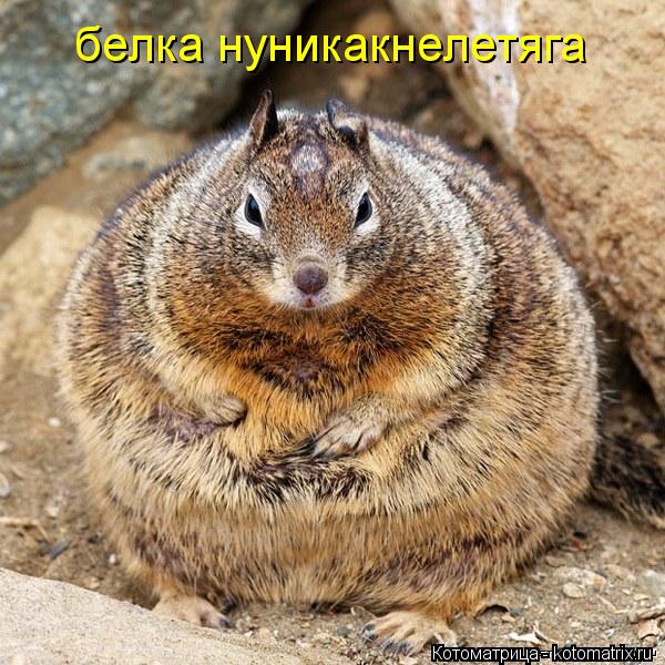 белка нуникакнелетяга... Котоматрица: белка нуникакнелетяга