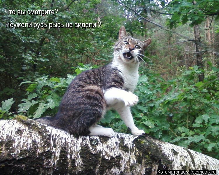 Что вы смотрите? Неужели русь-рысь не видели ?... Котоматрица: Что вы смотрите? Неужели русь-рысь не видели ?