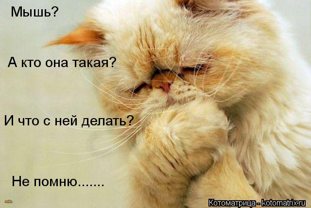 Мышь? А кто она такая? И что с ней делать? Не помню.......... Котоматрица: Мышь? А кто она такая? И что с ней делать? Не помню.......