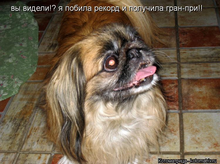 вы видели!? я побила рекорд и получила гран-при!!... Котоматрица: вы видели!? я побила рекорд и получила гран-при!!