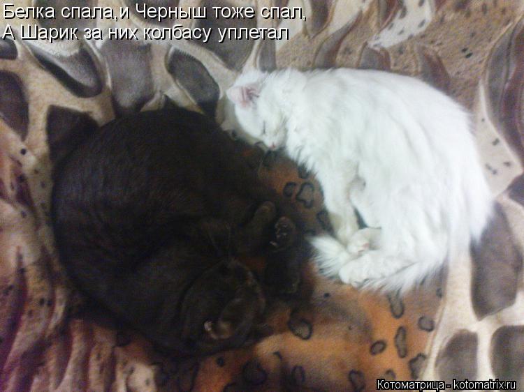 Белка спала,и Черныш тоже спал, А Шарик за них колбасу уплетал... Котоматрица: Белка спала,и Черныш тоже спал, А Шарик за них колбасу уплетал