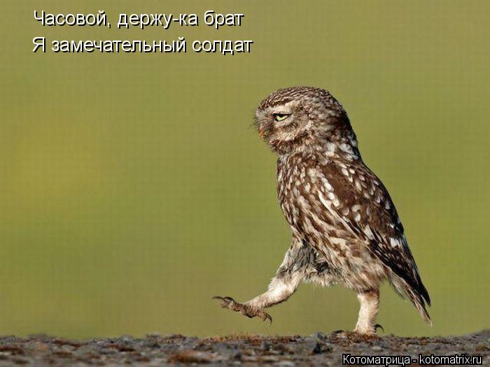 Часовой Часовой, держу-ка брат Я замечательный солдат... Котоматрица: Часовой Часовой, держу-ка брат Я замечательный солдат