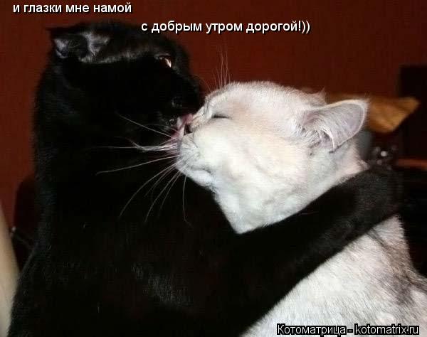 Котоматрица: и глазки мне намой с добрым утром дорогой!))