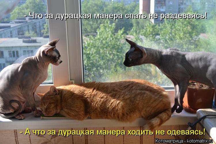 - Что за дурацкая манера спать не раздеваясь! - А что за дурацкая манера ходить не одеваясь!... Котоматрица: - Что за дурацкая манера спать не раздеваясь! - А что за дурацкая манера ходить не одеваясь!