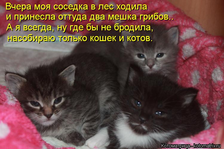 Котоматрица: Вчера моя соседка в лес ходила и принесла оттуда два мешка грибов.. А я всегда, ну где бы не бродила, насобираю только кошек и котов.