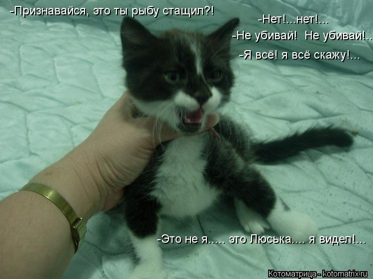 -Признавайся, это ты рыбу стащил?! -Нет!...нет!... -Не убивай! Не убивай!... -Я всё! я всё скажу!...... Котоматрица: -Признавайся, это ты рыбу стащил?! -Нет!...нет!... -Не убивай! Не убивай!... -Я всё! я всё скажу!... -Это не я..... это Люська.... я видел!...