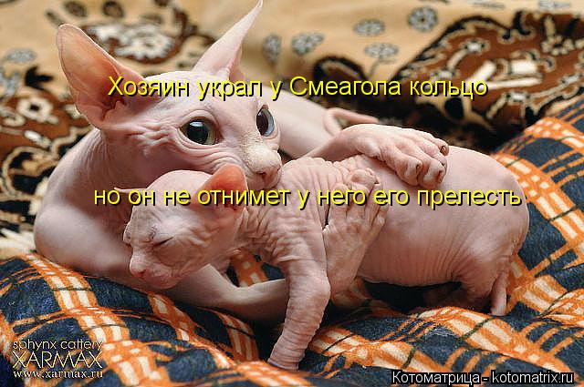 Котоматрица: Хозяин украл у Смеагола кольцо но он не отнимет у него его прелесть