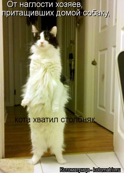 От наглости хозяев, притащивших домой собаку, кота хватил столбняк.... Котоматрица: От наглости хозяев, притащивших домой собаку, кота хватил столбняк.