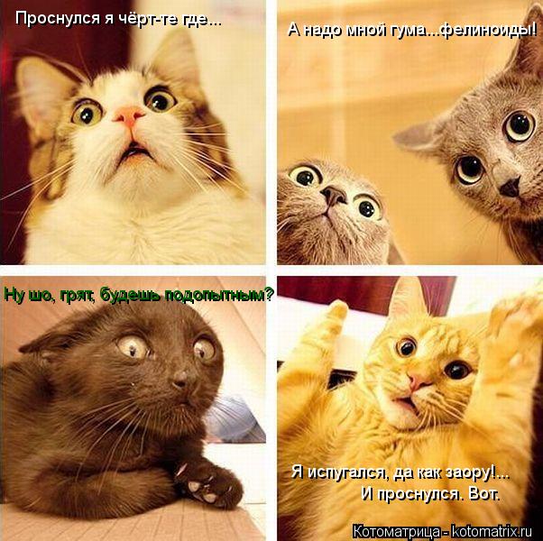 Котоматрица: Проснулся я чёрт-те где... А надо мной гума...фелиноиды! Ну шо, грят, будешь подопытным? Я испугался, да как заору!... И проснулся. Вот.