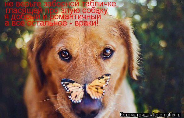 не верьте заборной табличке, гласящей про злую собаку. я добрый и романтичный, а все остальное - врак... Котоматрица: не верьте заборной табличке, гласящей про злую собаку. я добрый и романтичный, а все остальное - враки!