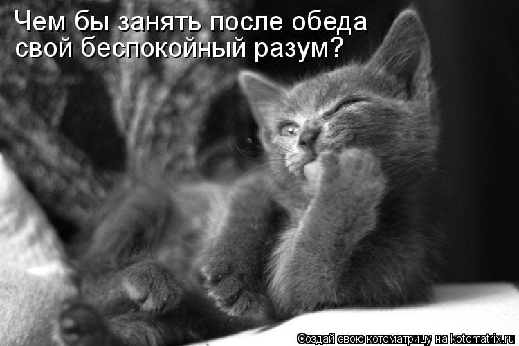Чем бы занять после обеда свой беспокойный разум?... Котоматрица: Чем бы занять после обеда свой беспокойный разум?