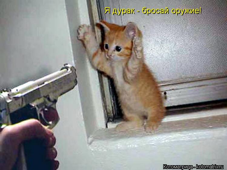 Котоматрица: Я дурак - бросай оружие!