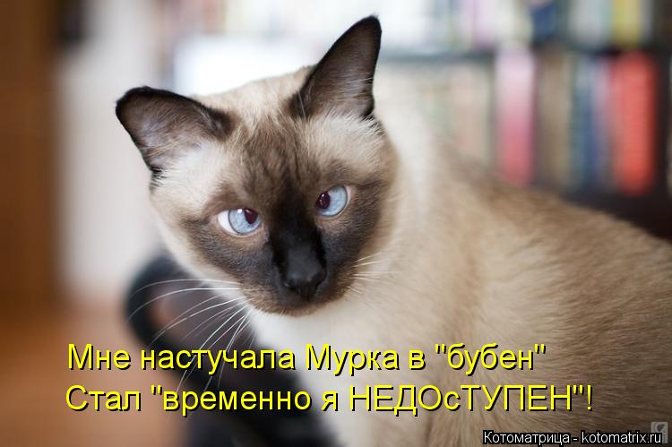 Котоматрица: Мне настучала Мурка в "бубен" Стал "временно я НЕДОсТУПЕН"!