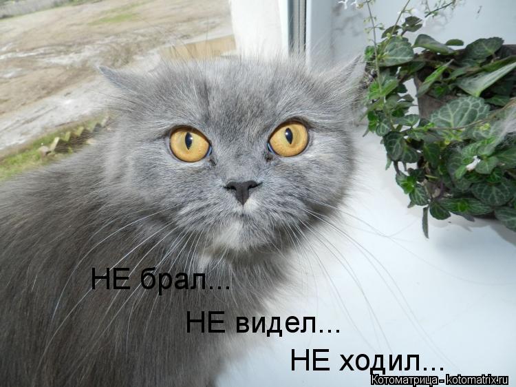 НЕ брал... НЕ видел... НЕ ходил...... Котоматрица: НЕ брал... НЕ видел... НЕ ходил...
