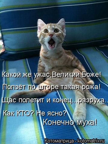 Какой же ужас,Великий Боже! Ползёт по шторе такая рожа! Щас полетит и конец...разруха... Как КТО? Не ... Котоматрица: Какой же ужас,Великий Боже! Ползёт по шторе такая рожа! Щас полетит и конец...разруха... Как КТО? Не ясно? Конечно муха!