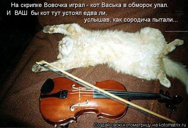 Котоматрица: На скрипке Вовочка играл - кот Васька в обморок упал. услышав, как сородича пытали... И  ВАШ  бы кот тут устоял едва ли,