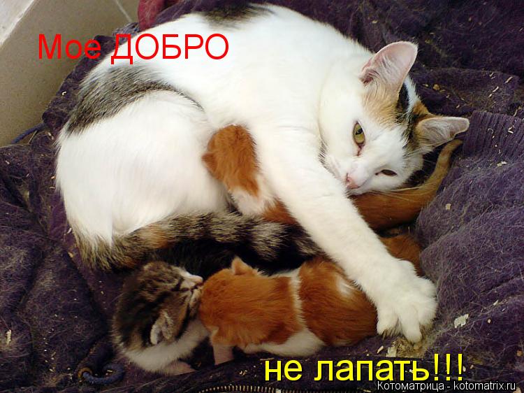 Мое ДОБРО не лапать!!!... Котоматрица: Мое ДОБРО не лапать!!!