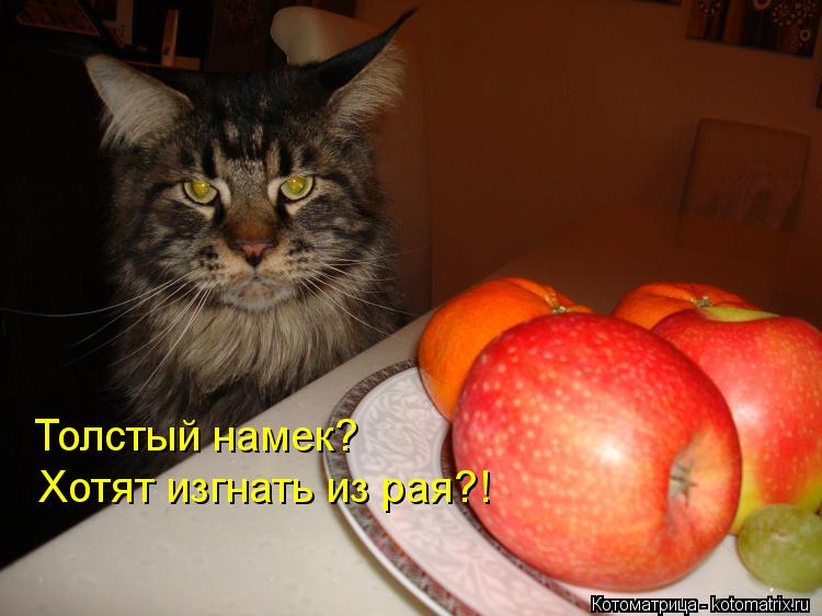 Толстый намек? Хотят изгнать из рая?!... Котоматрица: Толстый намек? Хотят изгнать из рая?!