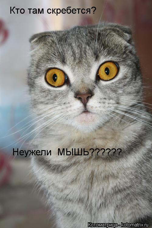 Кто там скребется? Неужели МЫШЬ??????... Котоматрица: Кто там скребется? Неужели МЫШЬ??????