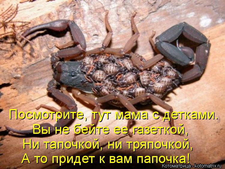 Котоматрица: Посмотрите, тут мама с детками. Вы не бейте ее газеткой, Ни тапочкой, ни тряпочкой, А то придет к вам папочка!