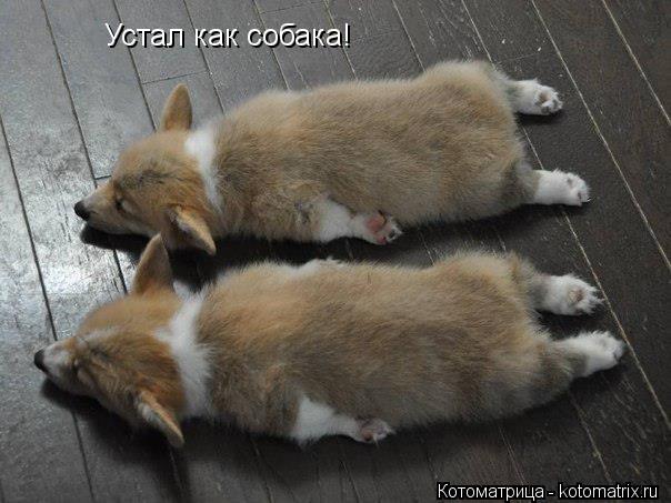 Устал как собака!... Котоматрица: Устал как собака!