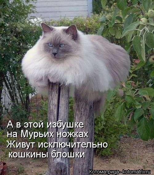 Котоматрица: А в этой избушке на Мурьих ножках Живут исключительно кошкины блошки