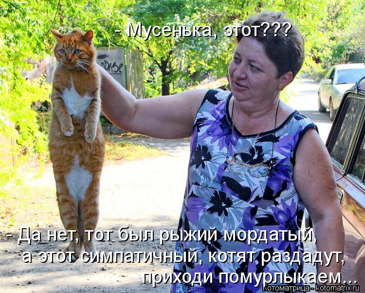 Котоматрица: - Мусенька, этот??? - Да нет, тот был рыжий мордатый, а этот симпатичный, котят раздадут,  приходи помурлыкаем...