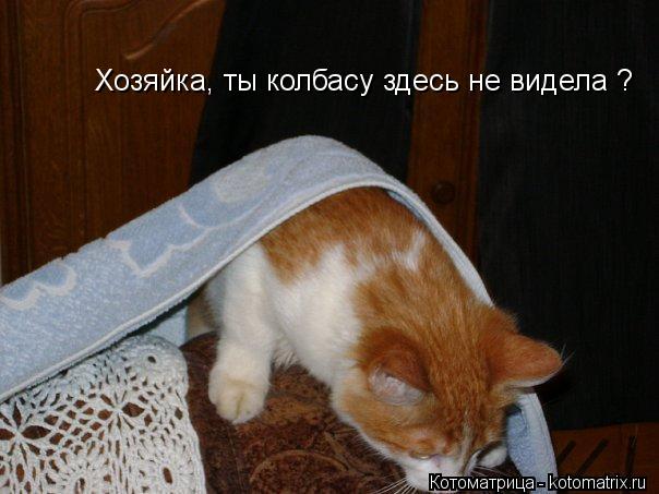Хозяйка, ты колбасу здесь не видела ?... Котоматрица: Хозяйка, ты колбасу здесь не видела ?