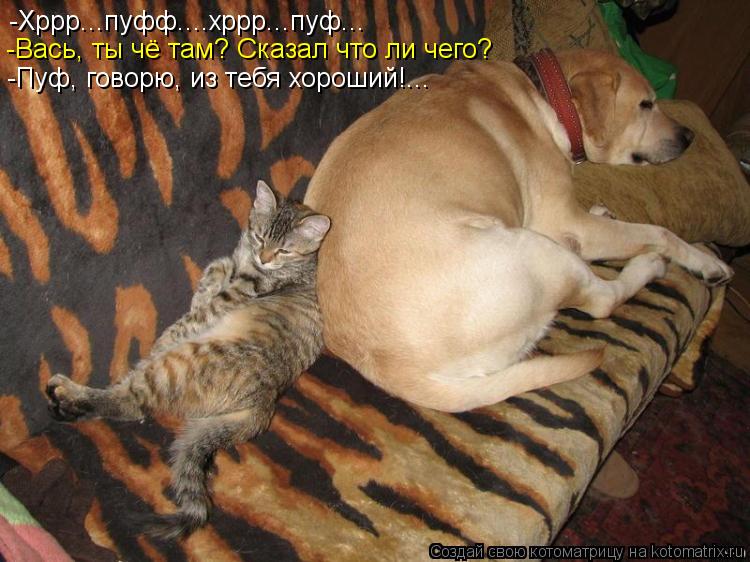 -Хррр...пуфф....хррр...пуф... -Вась, ты чё там? Сказал что ли чего? -Пуф, говорю, из тебя хороший!...... Котоматрица: -Хррр...пуфф....хррр...пуф... -Вась, ты чё там? Сказал что ли чего? -Пуф, говорю, из тебя хороший!...