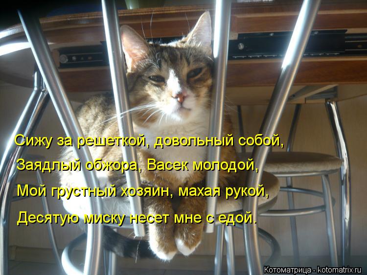 Сижу за решеткой, довольный собой, Заядлый обжора, Васек молодой, Мой грустный хозяин, махая рукой, Д... Котоматрица: Сижу за решеткой, довольный собой, Заядлый обжора, Васек молодой, Мой грустный хозяин, махая рукой, Десятую миску несет мне с едой.