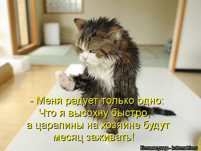 Котоматрица: - Меня радует только одно: Что я высохну быстро, а царапины на хозяине будут месяц заживать!