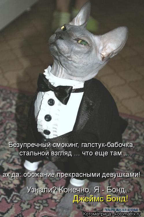Котоматрица: Безупречный смокинг, галстук-бабочка,  стальной взгляд ... что еще там .... ах да: обожание прекрасными девушками! Узнали? Конечно, Я - Бонд, Джей