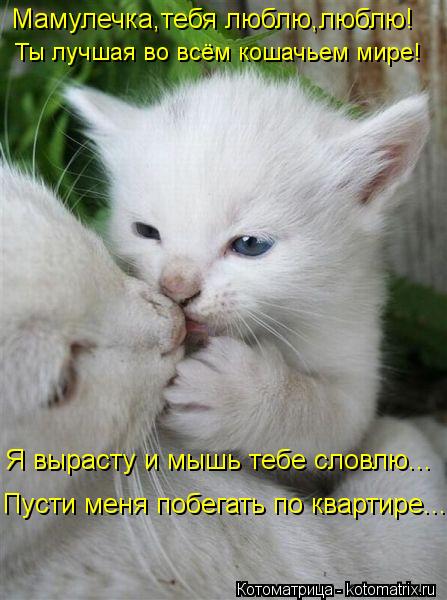 Котоматрица: Я вырасту и мышь тебе словлю... Ты лучшая во всём кошачьем мире! Пусти меня побегать по квартире... Мамулечка,тебя люблю,люблю!