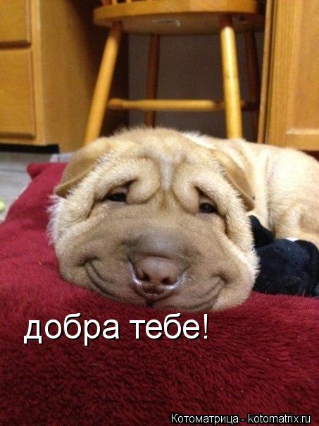 добра тебе!... Котоматрица: добра тебе!