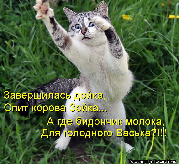 Завершилась дойка, Спит корова Зойка... А где бидончик молока, Для голодного Васька?!!!... Котоматрица: Завершилась дойка, Спит корова Зойка... А где бидончик молока, Для голодного Васька?!!!