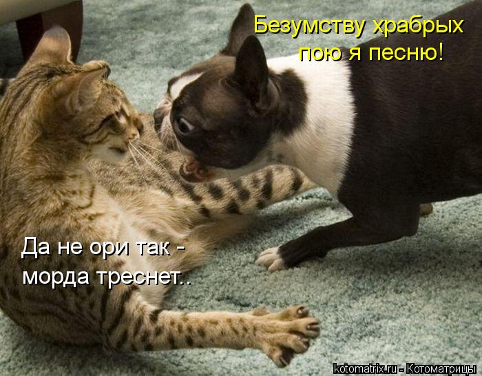 Безумству храбрых пою я песню! Да не ори так - морда треснет..... Котоматрица: Безумству храбрых пою я песню! Да не ори так - морда треснет..
