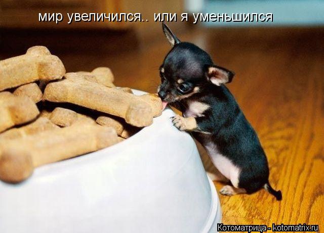 мир увеличился.. или я уменьшился... Котоматрица: мир увеличился.. или я уменьшился