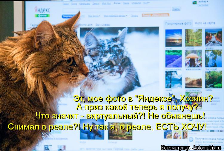 Котоматрица: Эт, мое фото в "Яндексе", Хозяин? А приз какой теперь я получу? Что значит - виртуальный?! Не обманешь! Снимал в реале?! Ну так я, в реале, ЕСТЬ ХОЧ