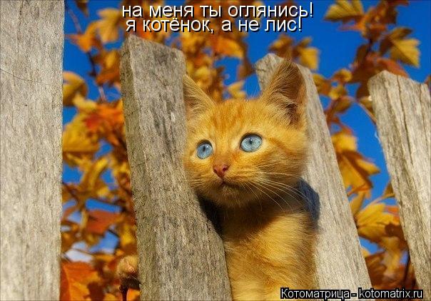 на меня ты оглянись! я котёнок, а не лис!... Котоматрица: на меня ты оглянись! я котёнок, а не лис!