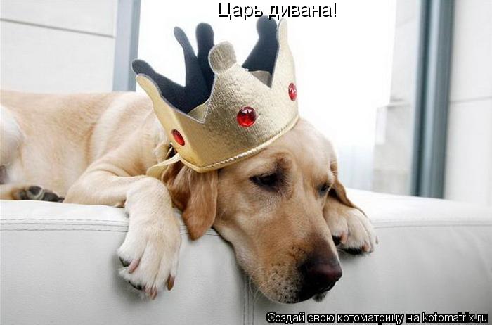 Царь дивана!... Котоматрица: Царь дивана!