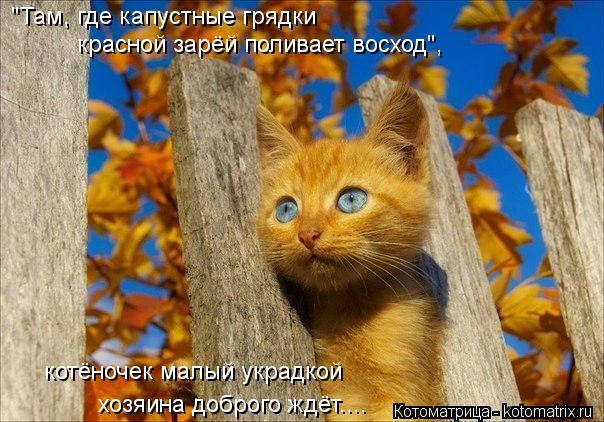Котоматрица: "Там, где капустные грядки  красной зарёй поливает восход", котёночек малый украдкой хозяина доброго ждёт....