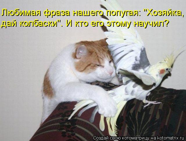 Любимая фраза нашего попугая: "Хозяйка, дай колбаски". И кто его этому научил?... Котоматрица: Любимая фраза нашего попугая: "Хозяйка, дай колбаски". И кто его этому научил?