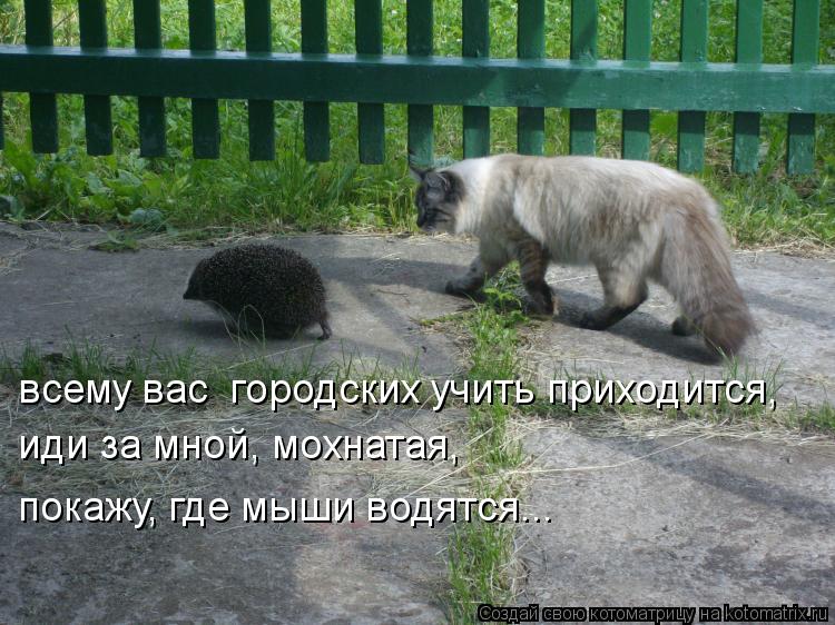 Котоматрица: всему вас  городских учить приходится, иди за мной, мохнатая, покажу, где мыши водятся...