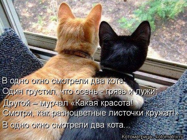 Котоматрица: В одно окно смотрели два кота: Один грустил, что осень - грязь и лужи; Другой – мурчал «Какая красота! Смотри, как разноцветные листочки круж